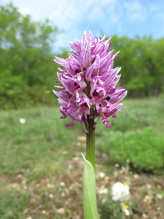 Orchis simia